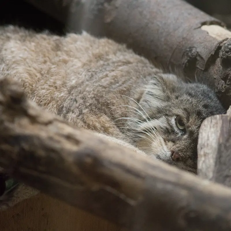 Фотография Примулы в Зоопарке Уено
