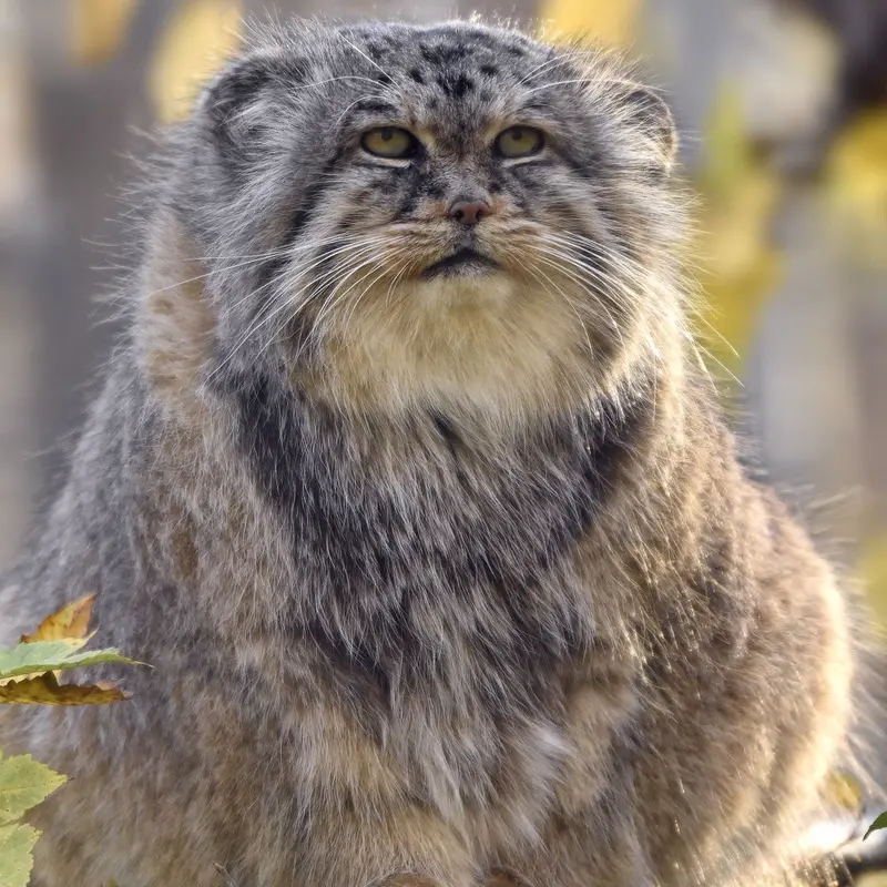 Фотография Майтука в Сафари-заповеднике Люминьи