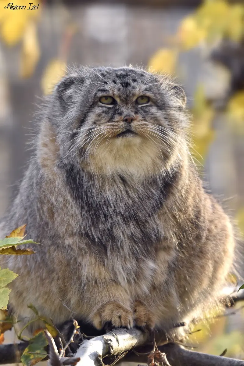 Фотография Майтука в Сафари-заповеднике Люминьи