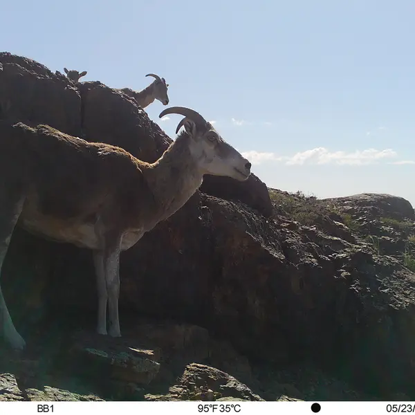Фотография Аргали с фотоловушки Актас-Кункора