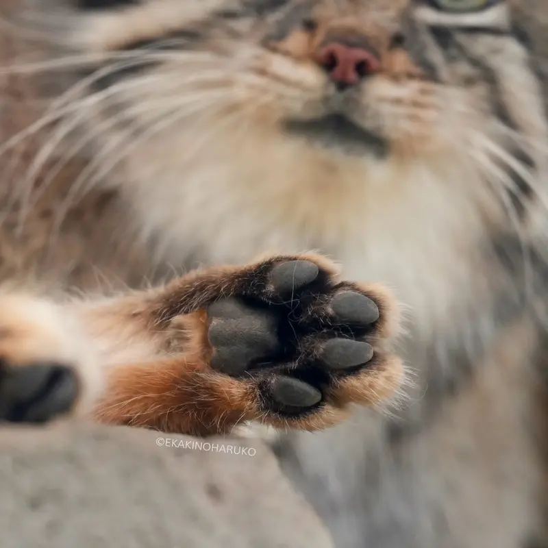 Фотография Аз в Царстве Животных Кобе