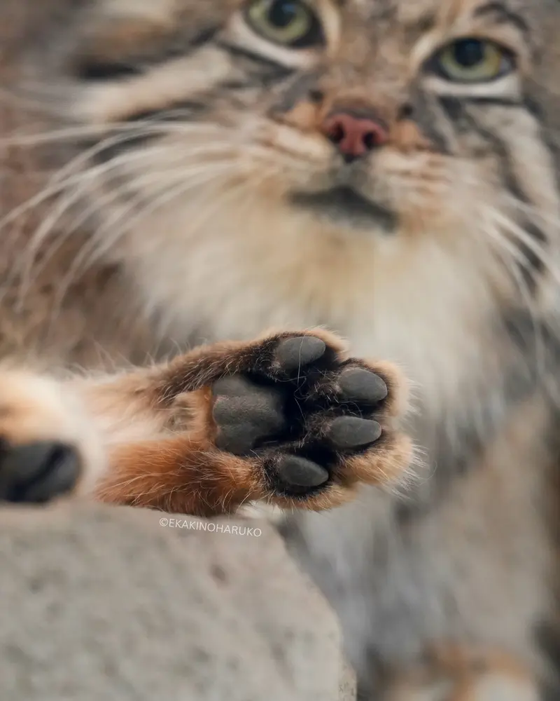 Фотография Аз в Царстве Животных Кобе