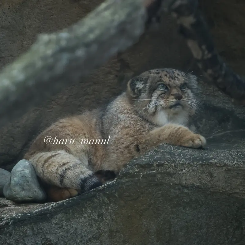 Фотография Бора в Царстве Животных Насу