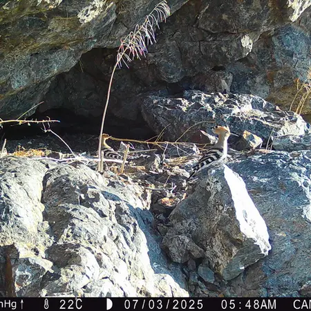 Фотография Удода с фотоловушки Жунды 1