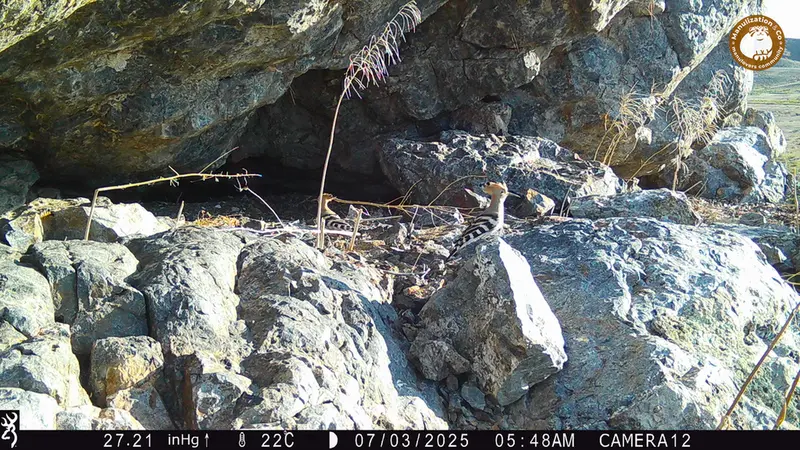 Фотография Удода с фотоловушки Жунды 1