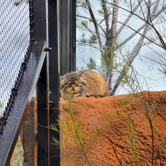 Фотография Спая в Пражском Зоопарке