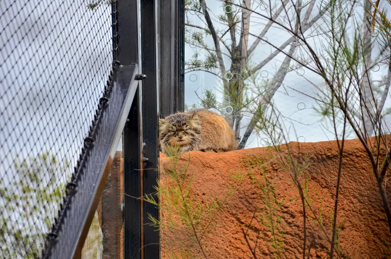 Фотография Спая в Пражском Зоопарке