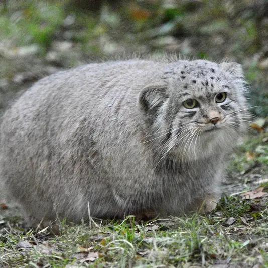 Фотография Хутги в Парке диких животных Порт-Лимпн
