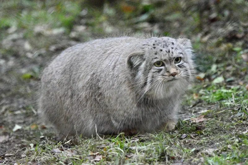 Фотография Хутги в Парке диких животных Порт-Лимпн