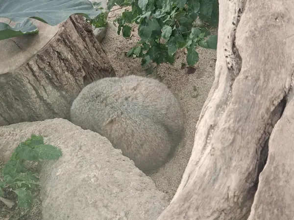 Фотография с манулом