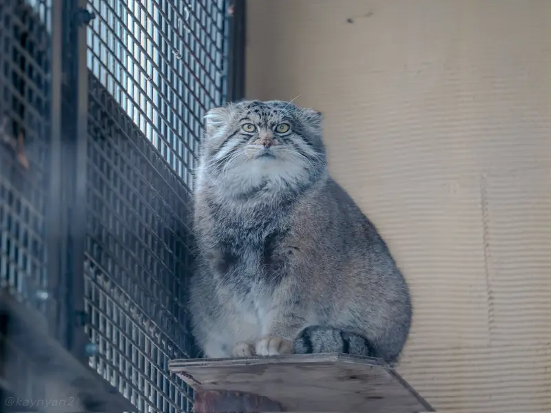 Фотография Груши в Зоопарке Асахияма