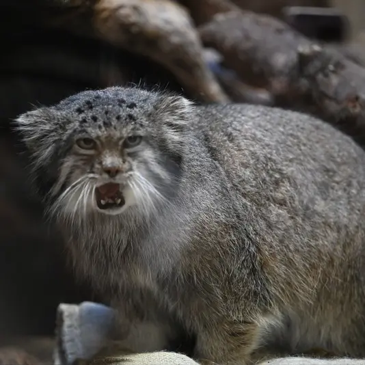 Фотография Клёна в Зоопарке Уено