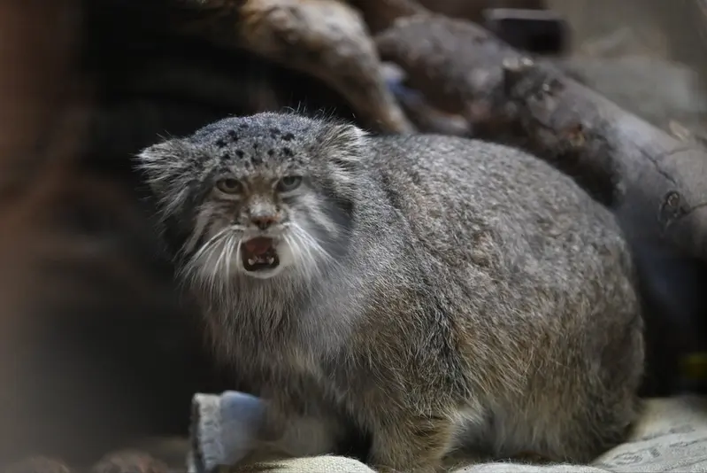 Фотография Клёна в Зоопарке Уено