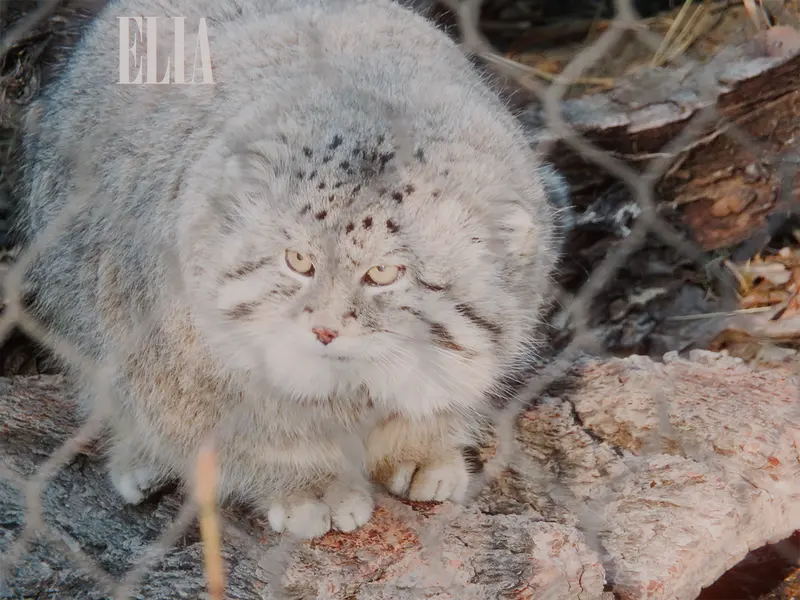 Фотография Олафа в Зоопарке Калгари / Институте Уайлдере