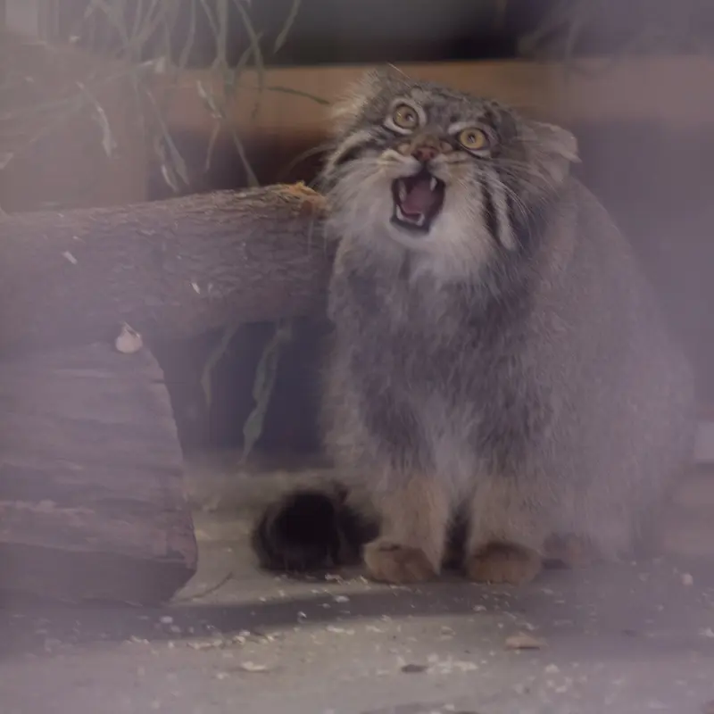 Фотография Фиги в Зоопарке Ногеяме