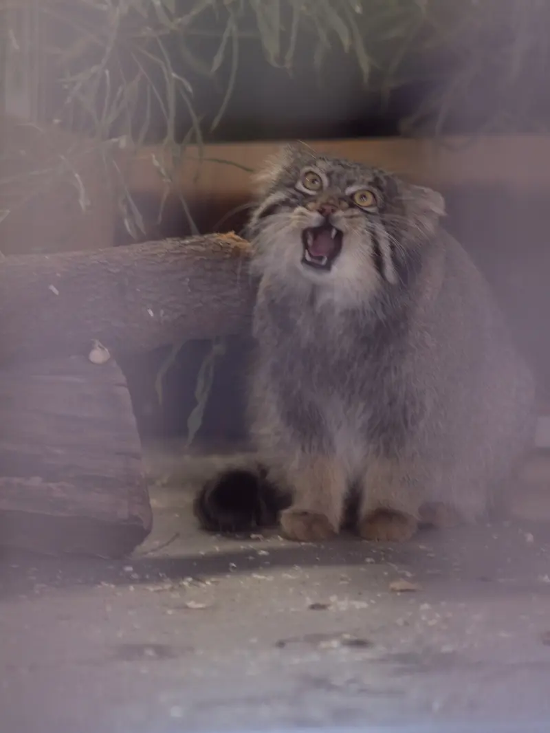 Фотография Фиги в Зоопарке Ногеяме