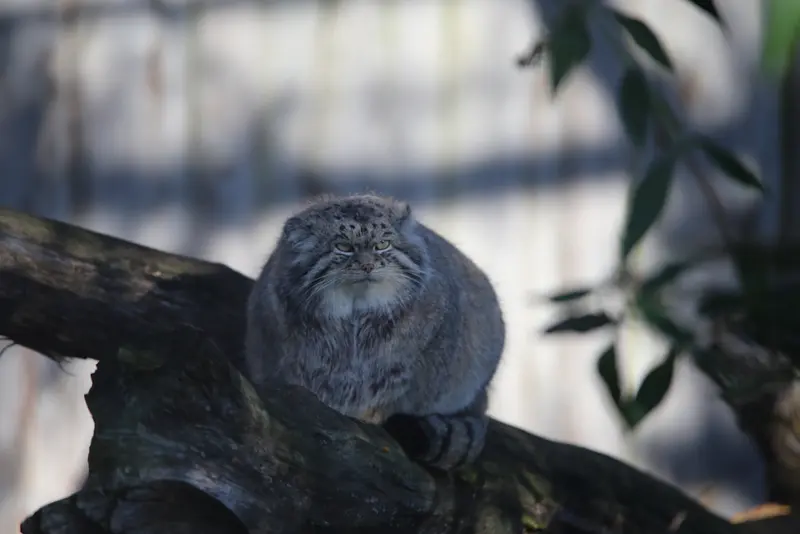 Фотография Ченду в Берлинском Зоопарке