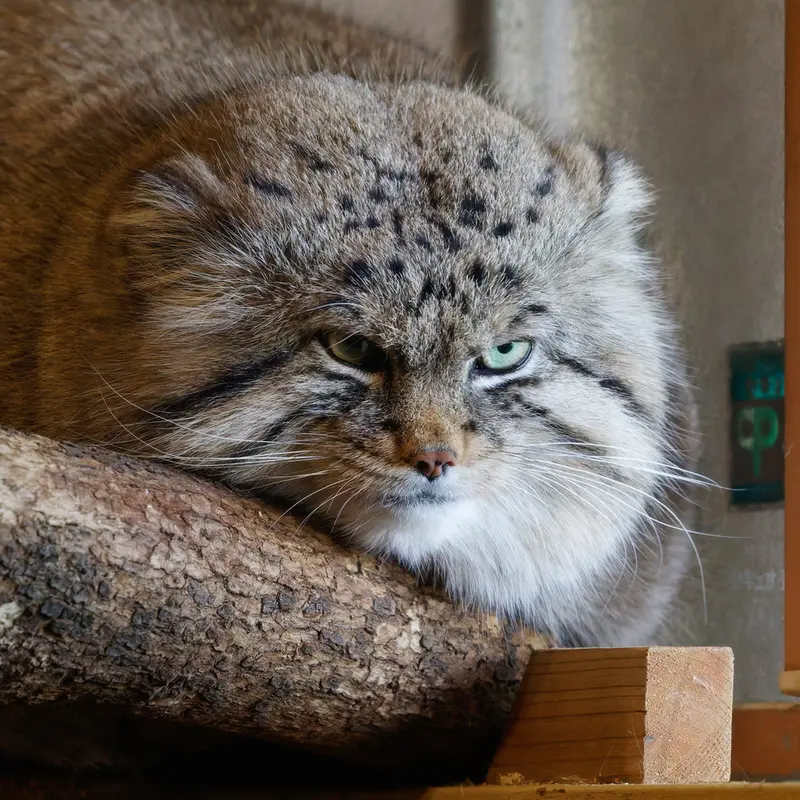 Фотография Лотоса в Детском зоопарке Сайтама