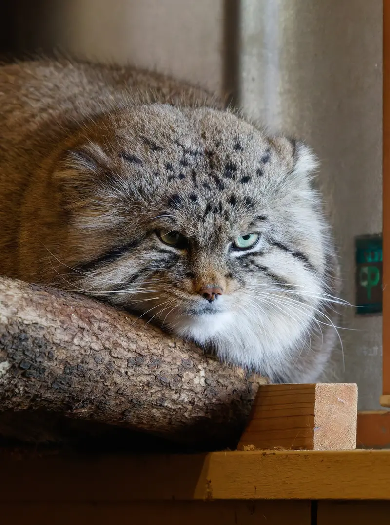 Фотография Лотоса в Детском зоопарке Сайтама