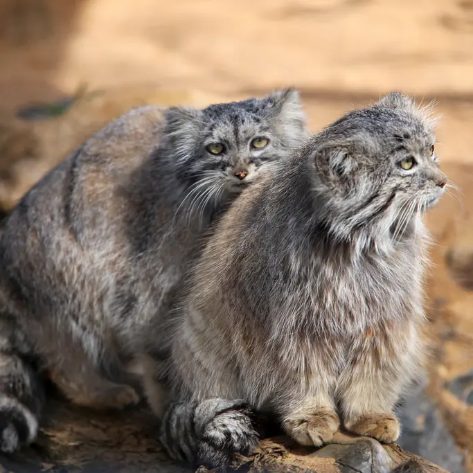 Фотография Принцессы и Спая в Пражском Зоопарке