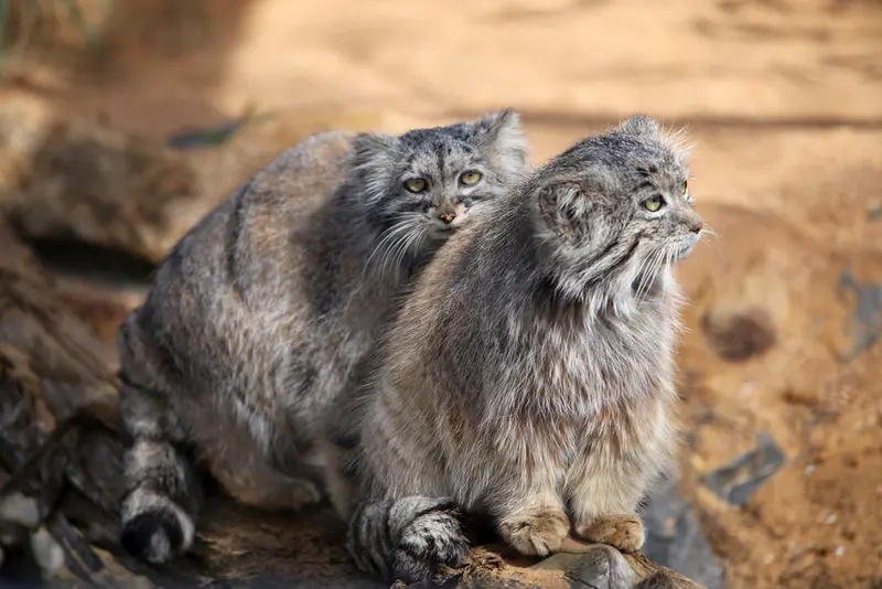 Фотография Принцессы и Спая в Пражском Зоопарке