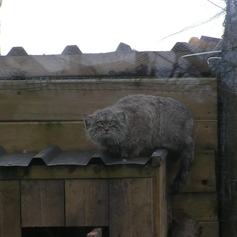 Фотография Алтая в Лэйклэнде Вайлдлайф Оазисе