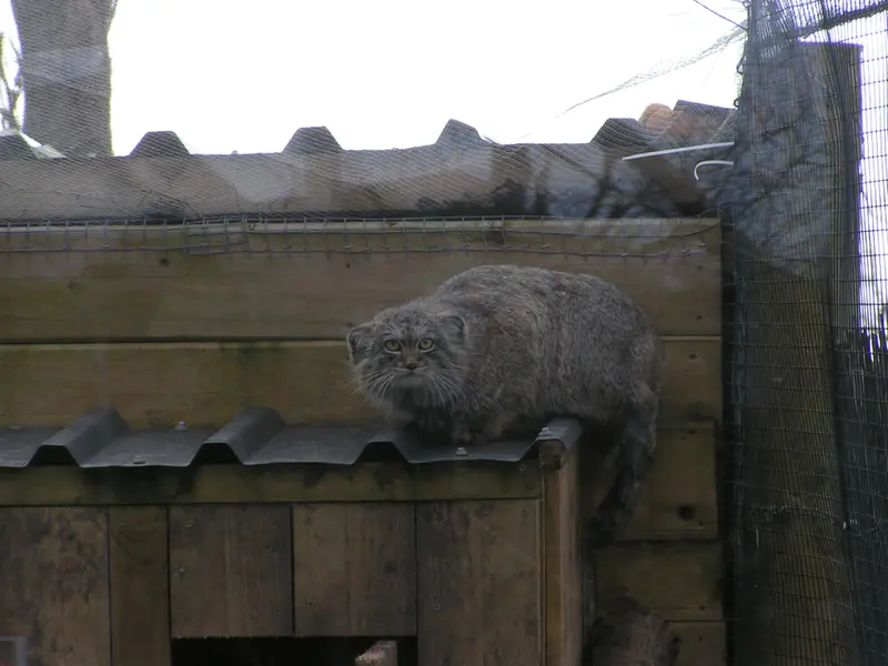 Фотография Алтая в Лэйклэнде Вайлдлайф Оазисе