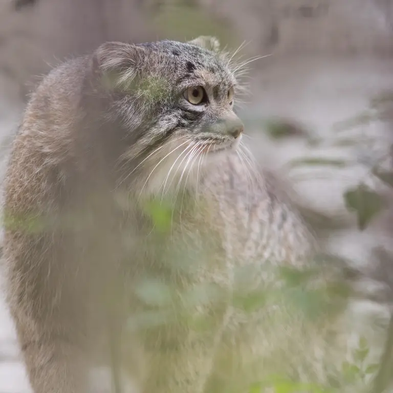 Фотография Фиги в Зоопарке Ногеяме