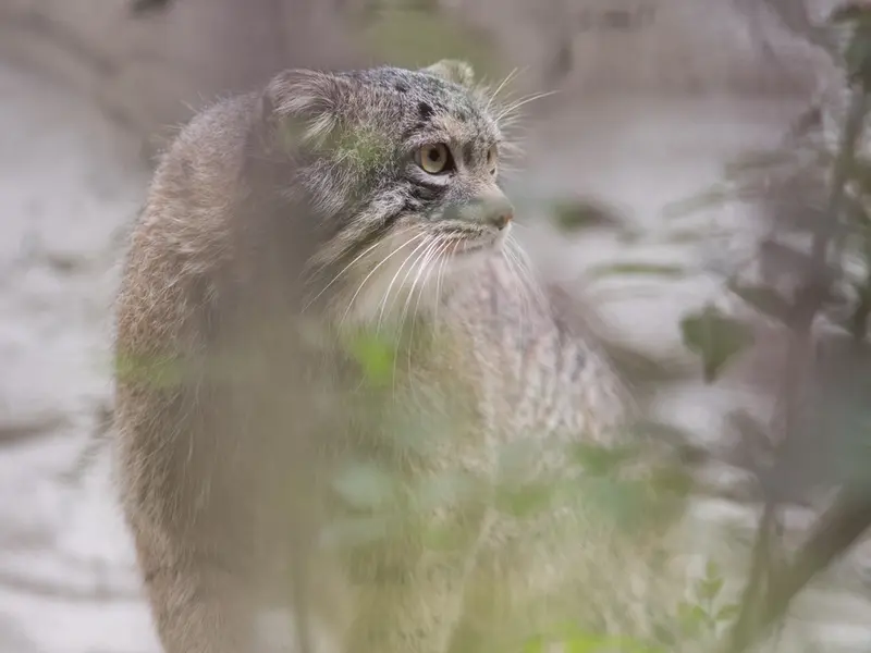 Фотография Фиги в Зоопарке Ногеяме