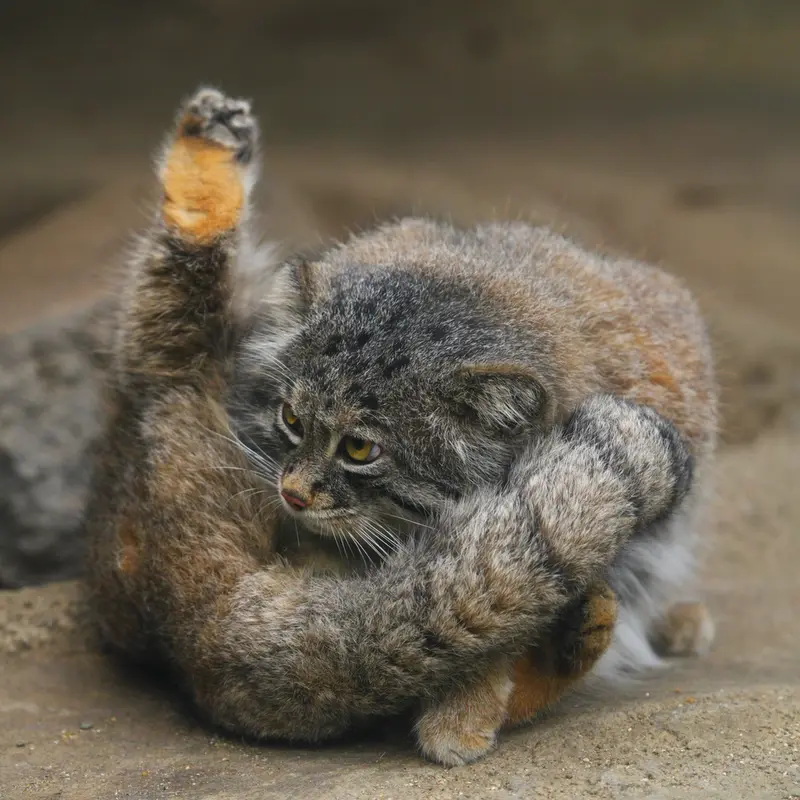 Фотография Нара в Царстве Животных Кобе