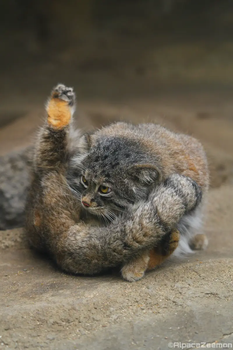 Фотография Нара в Царстве Животных Кобе