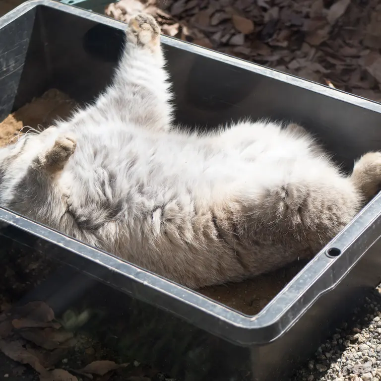 Фотография Лотоса в Детском зоопарке Сайтама