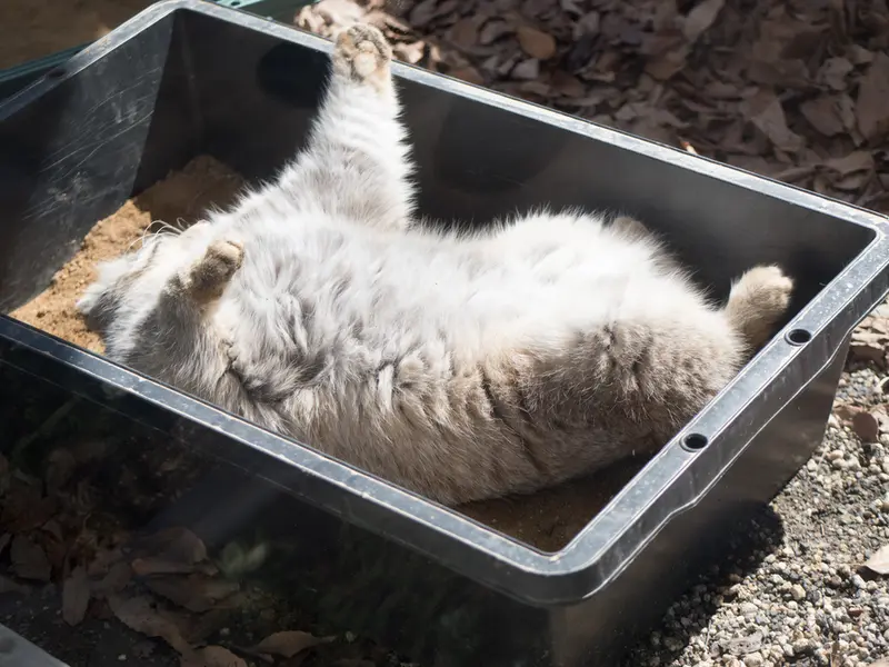 Фотография Лотоса в Детском зоопарке Сайтама