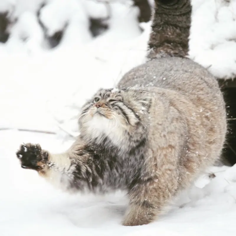 Фотография с манулом в Новосибирском Зоопарке