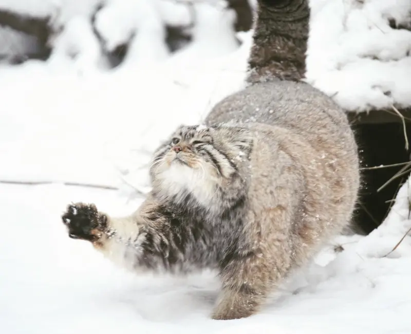 Фотография с манулом в Новосибирском Зоопарке