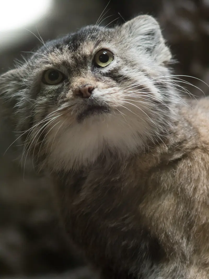 Фотография Примулы в Зоопарке Уено