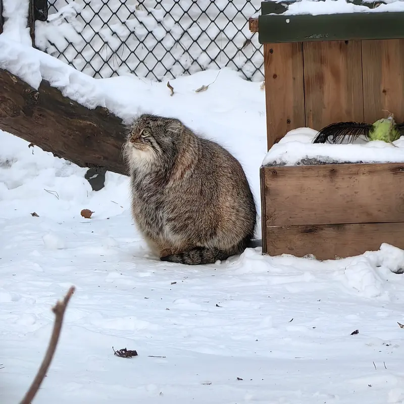 Фотография Снежинки в Новосибирском Зоопарке