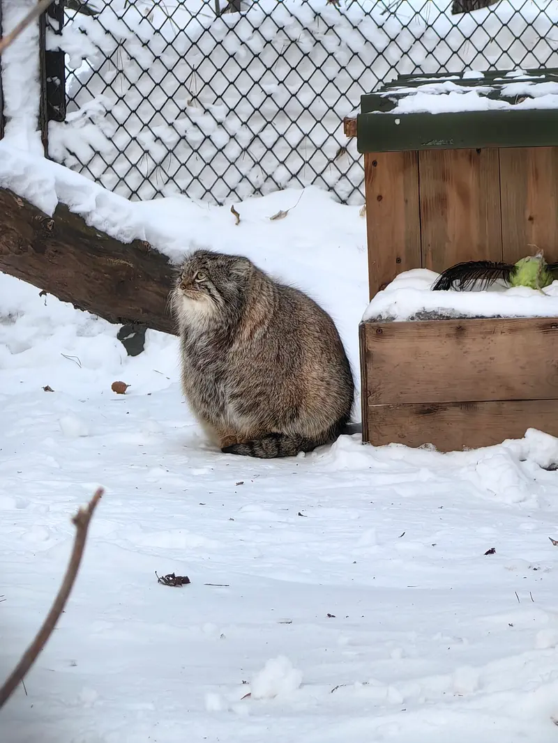 Фотография Снежинки в Новосибирском Зоопарке