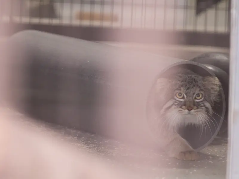 Фотография Фиги в Зоопарке Ногеяме