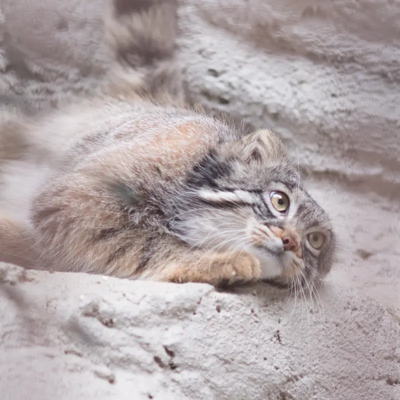 Фотография Фиги в Зоопарке Ногеяме