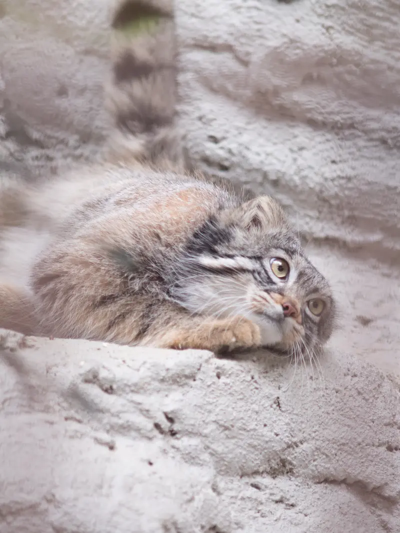 Фотография Фиги в Зоопарке Ногеяме