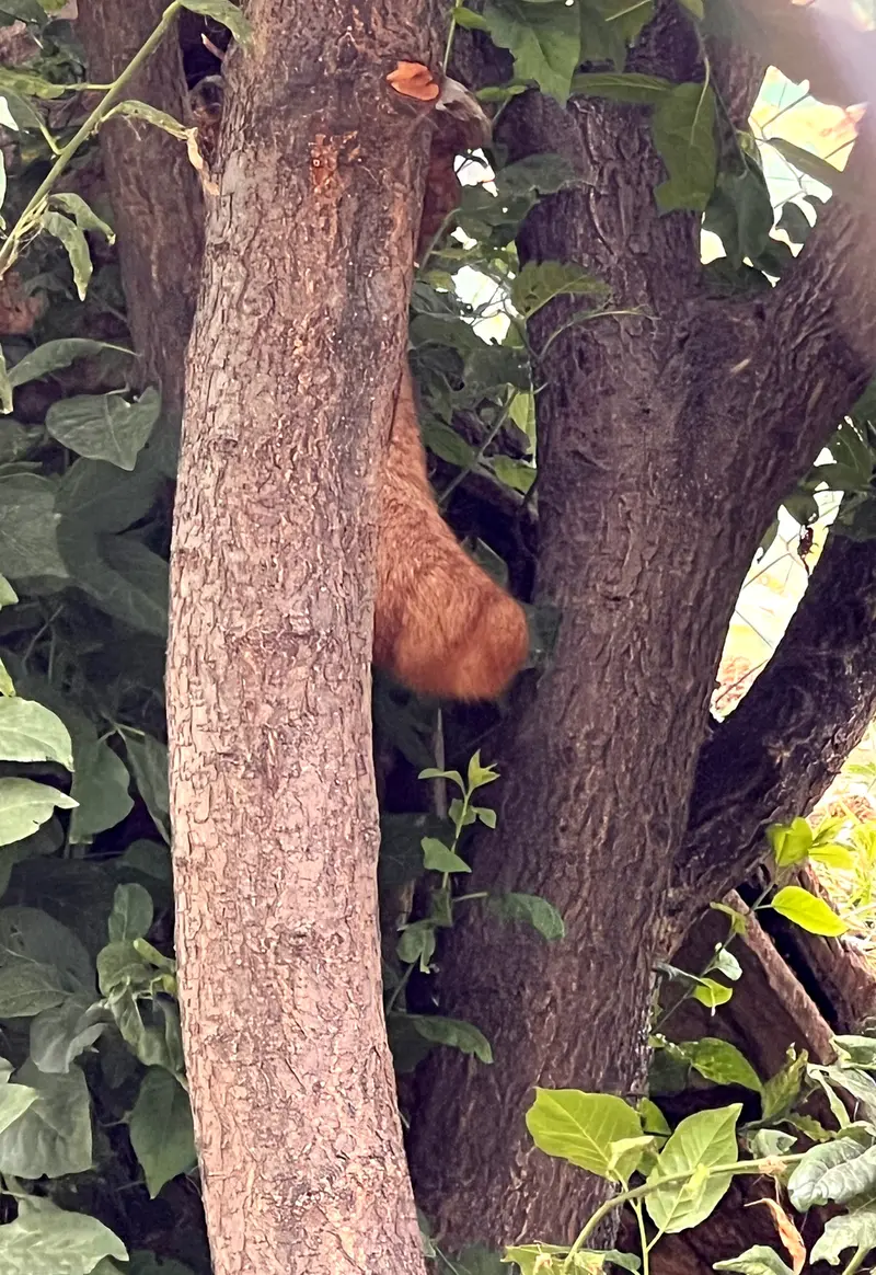 Фотография с манулом