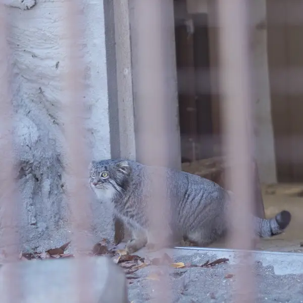 Фотография Фиги в Зоопарке Ногеяме