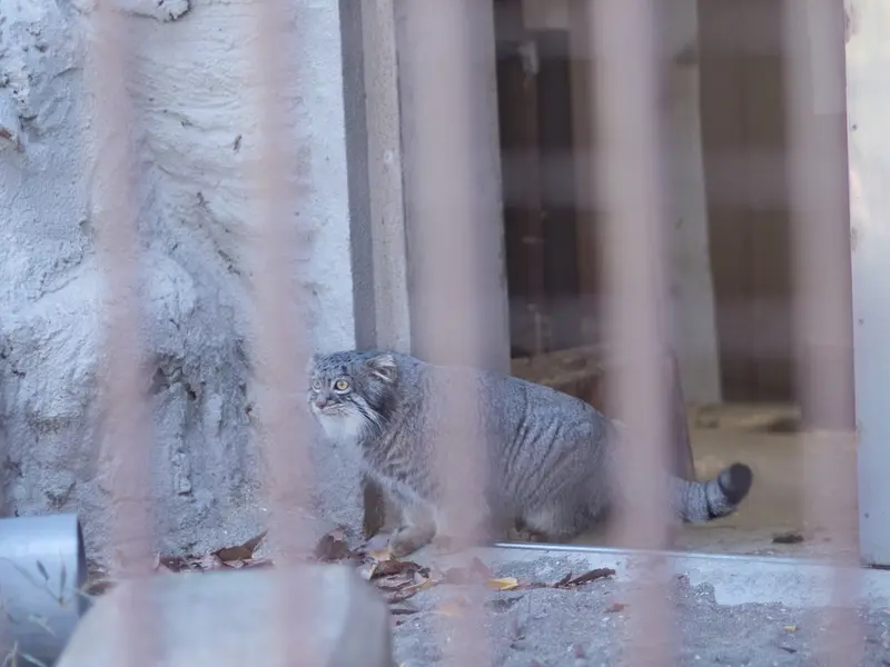 Фотография Фиги в Зоопарке Ногеяме