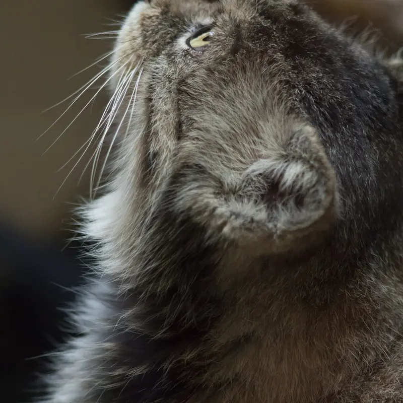 Фотография Примулы в Зоопарке Уено