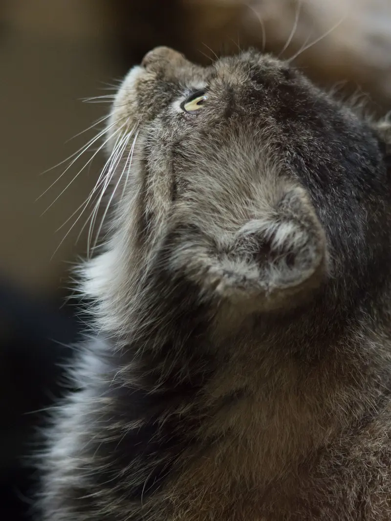 Фотография Примулы в Зоопарке Уено