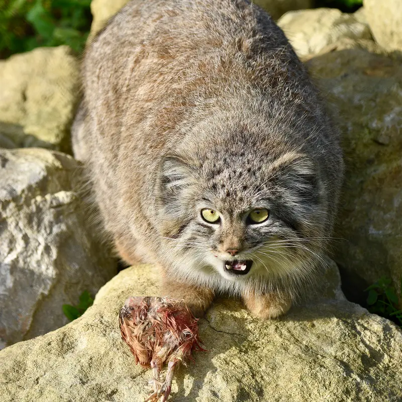 Фотография Хараа в Парке диких животных Порт-Лимпн