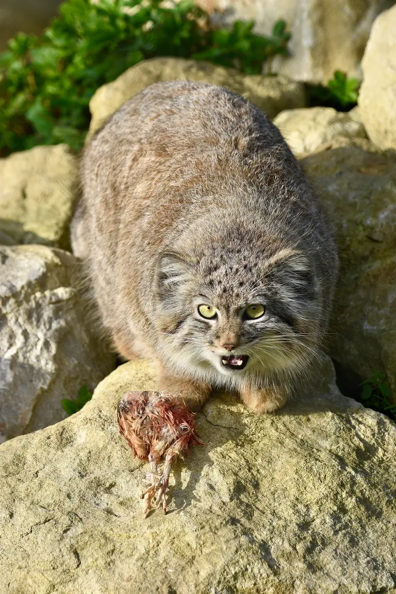 Фотография Хараа в Парке диких животных Порт-Лимпн