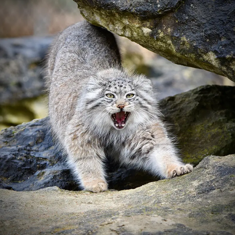 Фотография Наму в Парке диких животных Порт-Лимпн