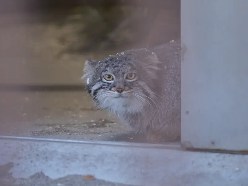 Фотография Фиги в Зоопарке Ногеяме